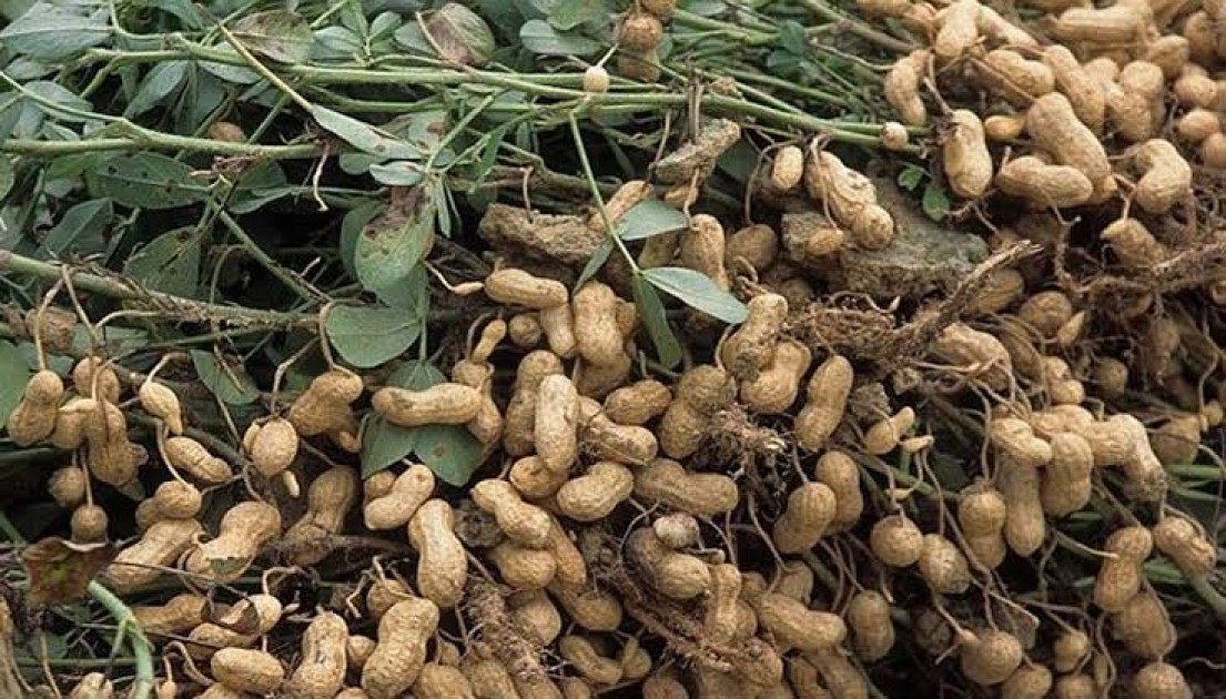 বাদাম চাষে উৎসাহী হচ্ছেন সিলেটের কৃষকরা