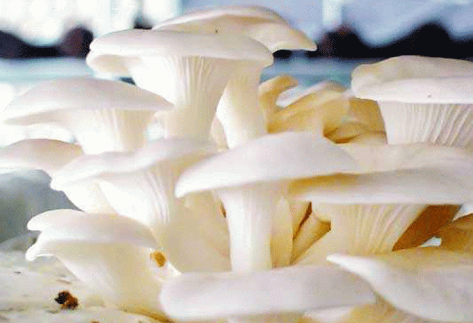 মাশরুমের পুষ্টিগুণ ও উপকারিতা