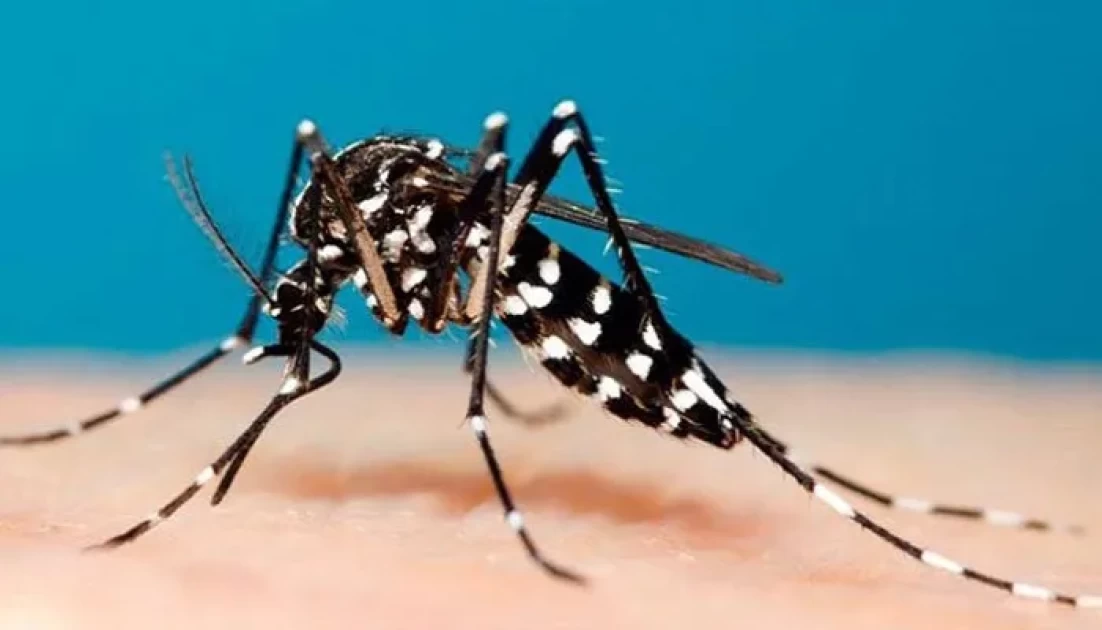 ডেঙ্গুতে মৃত্যু ছাড়ালো ৮০০