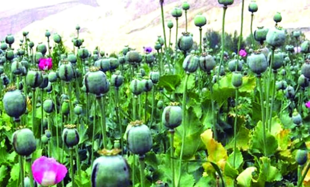 আফিম উৎপাদনে শীর্ষে মিয়ানমার