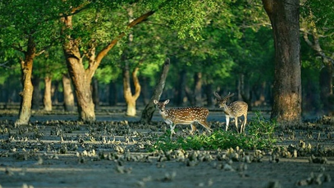 আজ ১৪ ফেব্রুয়ারি সুন্দরবন দিবস